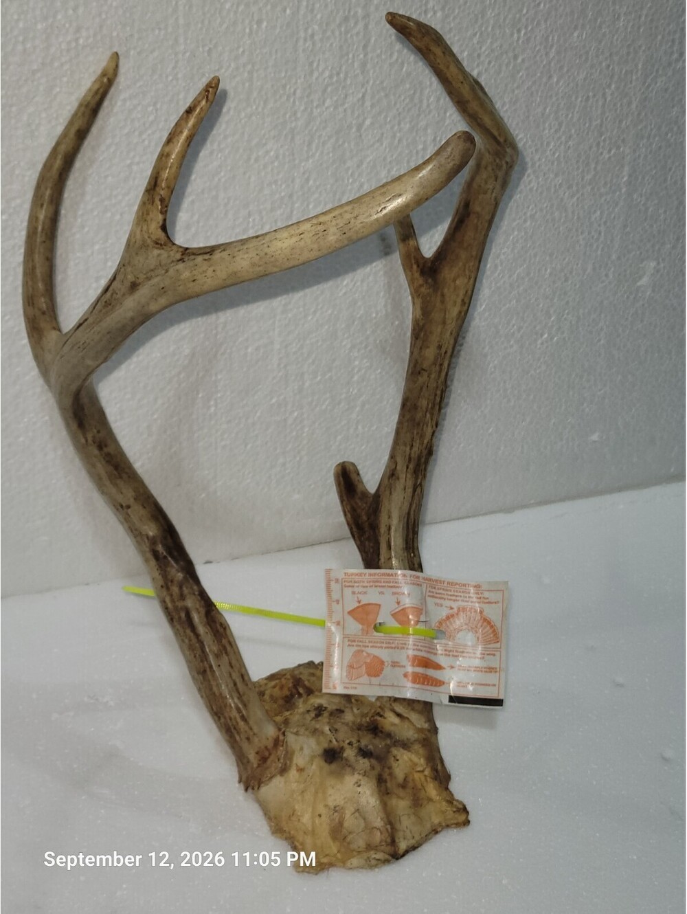 Wild Freak 6 Point Small Whitetail Deer Antler Rack Horn Skull Plate Decor